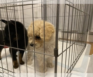 Maltipoo Puppy for sale in AUSTIN, TX, USA