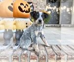 Small #4 Australian Cattle Dog
