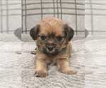 Small Photo #3 Puggle-Shih Tzu Mix Puppy For Sale in NEW YORK MILLS, MN, USA