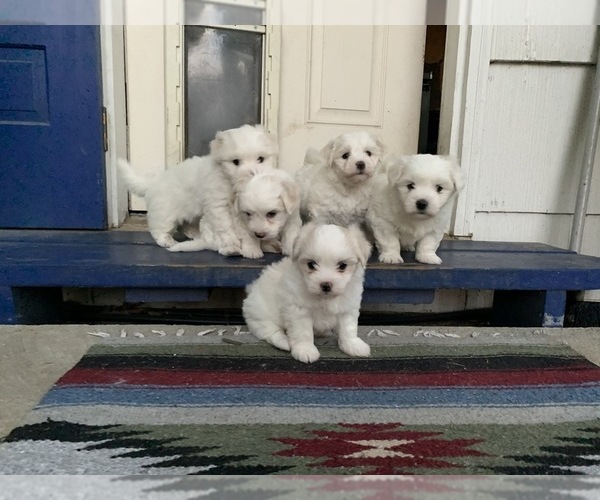 Medium Photo #14 Coton de Tulear Puppy For Sale in COLUMBIA, MO, USA