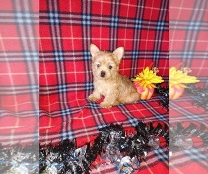 Yorkshire Terrier Puppy for sale in LAPEER, MI, USA
