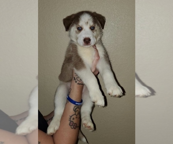 Medium Photo #1 Siberian Husky Puppy For Sale in BLOOMFIELD, NJ, USA
