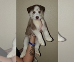 Small Photo #1 Siberian Husky Puppy For Sale in BLOOMFIELD, NJ, USA