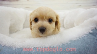 Morkie Puppy for sale in LA MIRADA, CA, USA