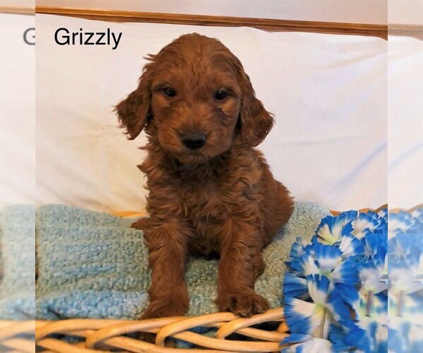 Medium Photo #1 Goldendoodle-Poodle (Miniature) Mix Puppy For Sale in EAST EARL, PA, USA