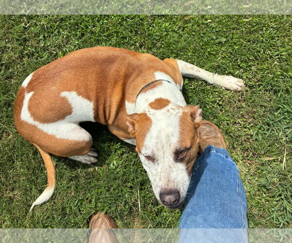 Medium Photo #1 Mutt Puppy For Sale in Rockaway, NJ, USA