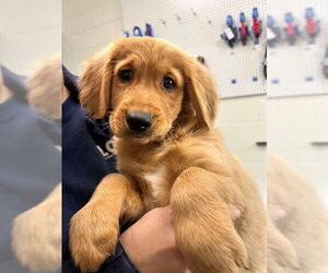 Golden Retriever Dogs for adoption in Waterford, VA, USA