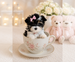 Small #19 Yorkshire Terrier