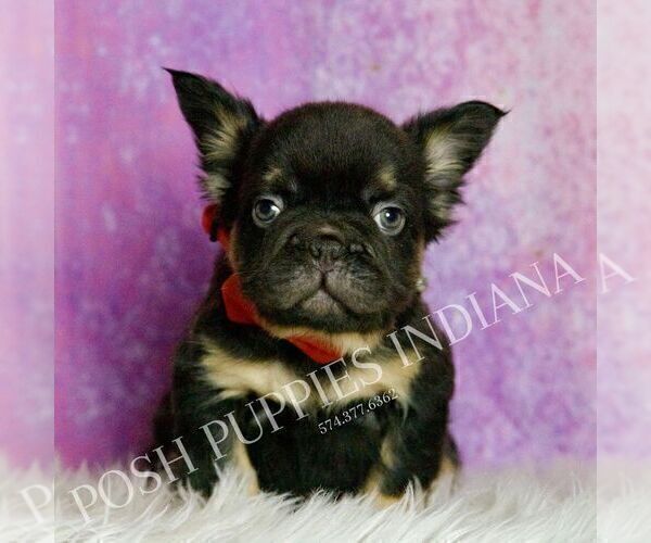 Medium Photo #6 French Bulldog Puppy For Sale in WARSAW, IN, USA