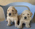 Small Photo #3 Golden Retriever Puppy For Sale in SACRAMENTO, CA, USA