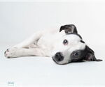 Small #3 Basset Hound Mix