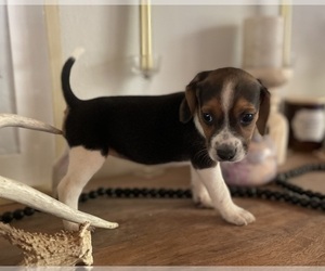 Beagle Puppy for sale in FORDLAND, MO, USA