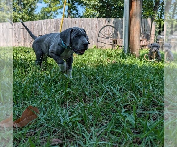 Medium Photo #14 Great Dane Puppy For Sale in WALNUT GROVE, MO, USA