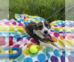 Small #8 Bulldog Mix