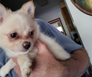 Paperanian-Pomeranian Mix Puppy for sale in BERKELEY LAKE, GA, USA