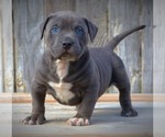 Small Photo #13 American Bully Puppy For Sale in LOS ANGELES, CA, USA