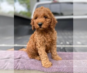 Irish Setter-Poodle (Miniature) Mix Puppy for sale in FREDERICKSBG, OH, USA
