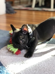 French Bulldog Puppy for sale in WINTHROP, MA, USA