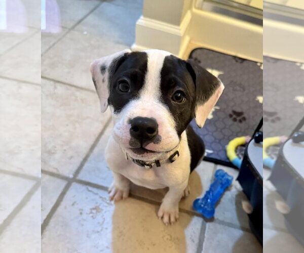 Medium Photo #1 American Staffordshire Terrier-Unknown Mix Puppy For Sale in Holly Springs, NC, USA