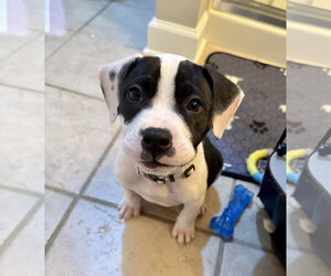 American Staffordshire Terrier-Unknown Mix Dogs for adoption in Holly Springs, NC, USA