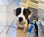 Almond Joy  Candy Litter (Trixie mom) - Female American Staffordshire Terrier-Unknown Mix Dog for Adoption - Small photo