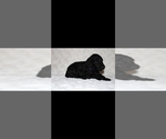 Small #4 Poodle (Standard)