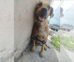 Small #1 Labrador Retriever Mix