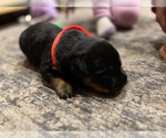 Small #8 Rottweiler