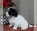 Small Photo #4 Havanese Puppy For Sale in THREE RIVERS, MI, USA