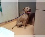 GEORGE - Male Mutt Dog for Adoption - Small photo