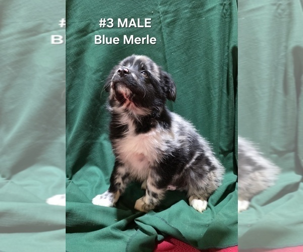 Medium Photo #12 Australian Shepherd Puppy For Sale in CLARKSVILLE, TX, USA