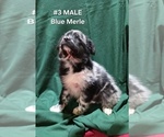 Small Photo #12 Australian Shepherd Puppy For Sale in CLARKSVILLE, TX, USA