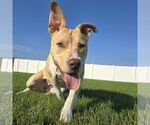 Small #43 American Pit Bull Terrier Mix