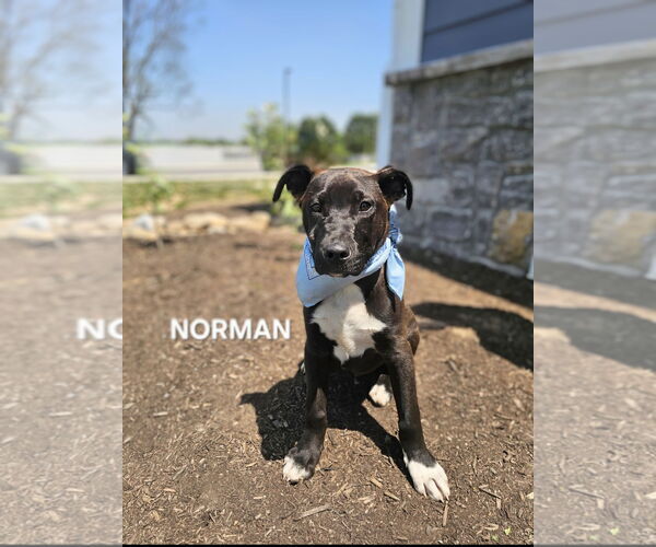 Medium Photo #3 Mutt Puppy For Sale in Maryville, TN, USA