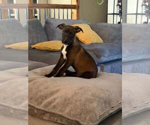 Mutt Dogs for adoption in Woodbury, NY, USA