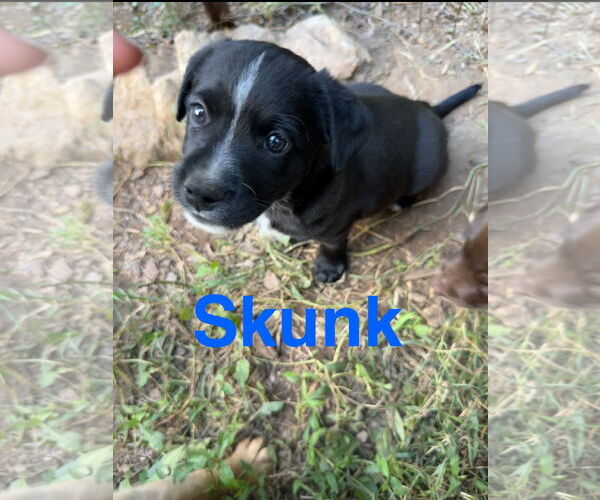 Medium Photo #3 Golden Labrador Puppy For Sale in Ball Ground, GA, USA