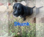 Small #2 Golden Labrador