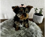 Small #6 Yorkshire Terrier