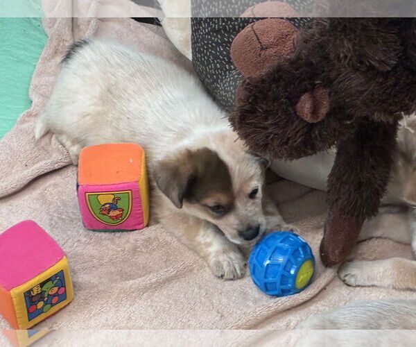 Medium Photo #1 Great Pyrenees-Unknown Mix Puppy For Sale in Minneapolis, MN, USA