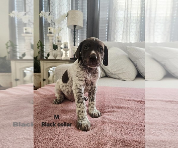 Medium Photo #1 German Shorthaired Pointer Puppy For Sale in COLUMBIA, KY, USA