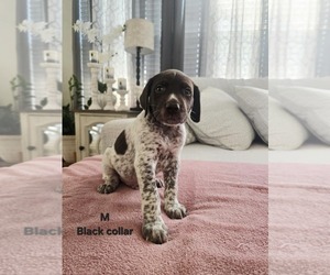 German Shorthaired Pointer Puppy for sale in COLUMBIA, KY, USA