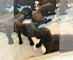 Small Photo #121 Boerboel Puppy For Sale in LAS CRUCES, NM, USA
