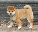 Small Photo #2 Shiba Inu Puppy For Sale in FREDERICKSBURG, OH, USA