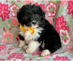 Small Photo #3 Pembroke Welsh Corgi-Poodle (Standard) Mix Puppy For Sale in LANCASTER, PA, USA
