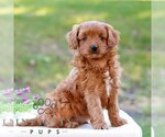 Denver - Male Cavapoo (Miniature) Puppy for Sale - Photo #5