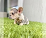Small #25 French Bulldog