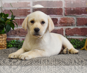Labrador Retriever Puppy for sale in SYRACUSE, IN, USA