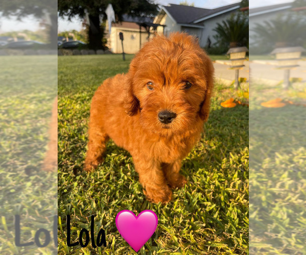 Medium Photo #17 Goldendoodle (Miniature) Puppy For Sale in BAKERSFIELD, CA, USA