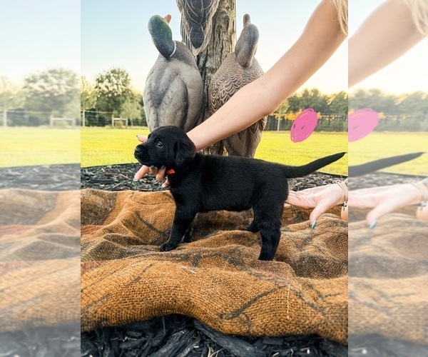 Medium Photo #4 Labrador Retriever Puppy For Sale in GREENWOOD, SC, USA