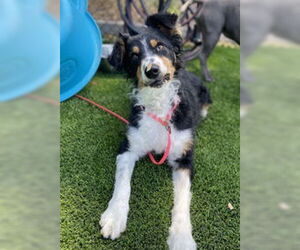 Border Collie Dogs for adoption in Salinas, CA, USA